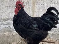 Chickens — photo 3