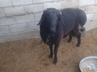 公羊, Sheep — 照片 3