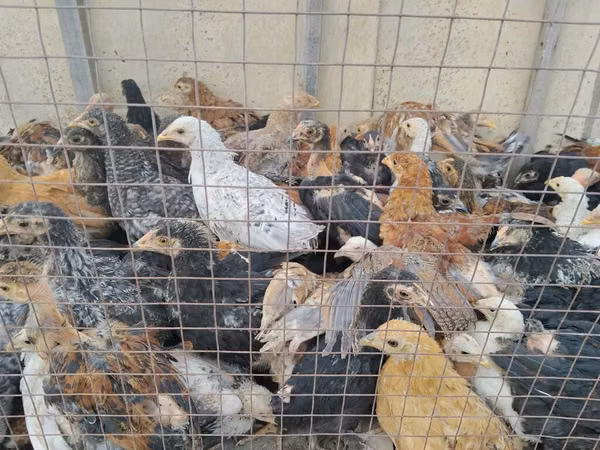 Chickens — Kirgisistan
