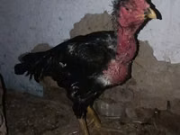 Chickens — Foto 4