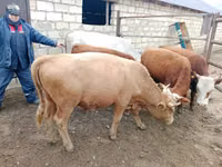 公牛, Simmental cattle — 照片 1