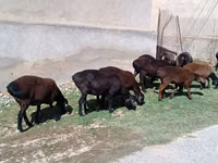Sheep, Sheep — photo 1
