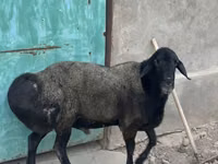 Qoʻchqor, Hissar sheep — 5-rasm