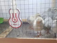 Leghorn — 3-rasm