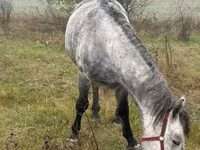公马, Horses — 照片 1