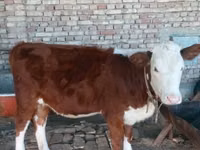 بقرة, Simmental cattle — الصورة 4