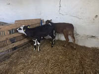 Vaca, Ganado vacuno — foto 5