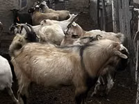 Cabro, Alpine goat — foto 2