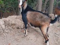 Ziegenbock, Saanen goat — Foto 2