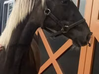 Hengst, Rocky Mountain Horse — Foto 1