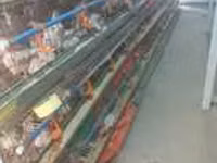 Chickens — Foto 3