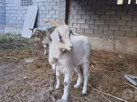 عنزة, Saanen goat — الصورة 6