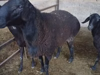 Widder, Hissar sheep — Foto 5