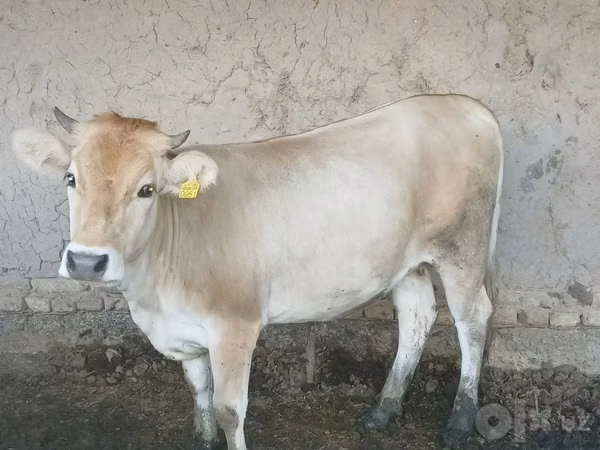 Sigir, Simmental cattle