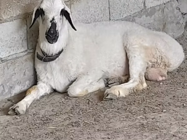 Widder, Edilbay sheep — Usbekistan