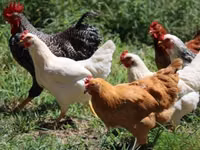 Chickens — Foto 4