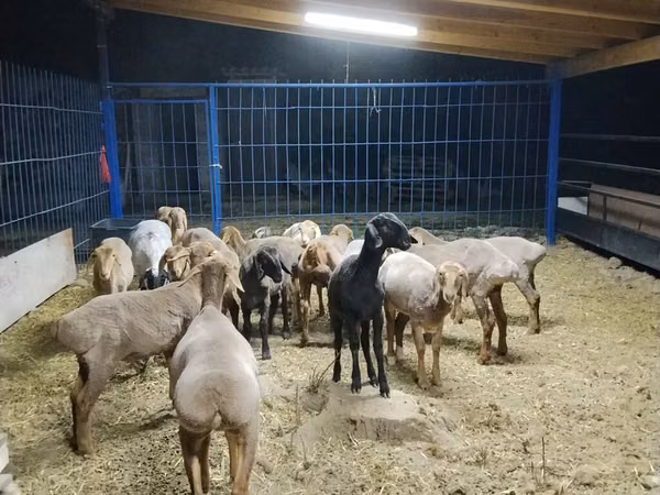 Schaf, Katum sheep
