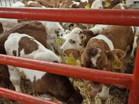 Bulle, Simmental cattle — Foto 3