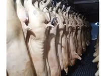 Свинина оптом — полутуши и субпродукты Ассортимент: - Свинина в — الصورة 1