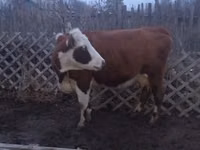गाय, Latvian Blue cattle — फ़ोटो 2