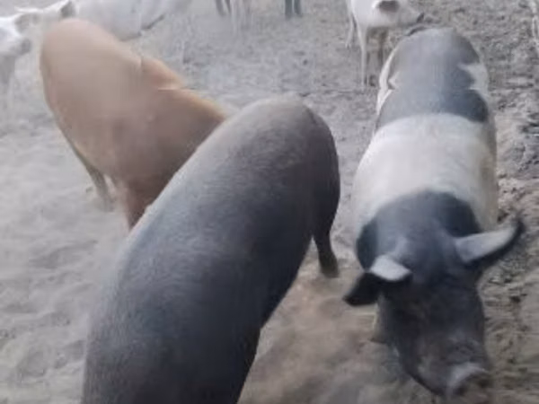 Sow, Pigs