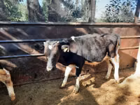 Toro, Ganado vacuno — foto 6