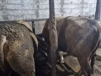Toro, Ganado vacuno — foto 3