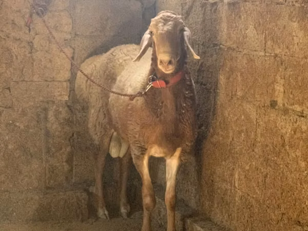 Carnero, Rhon sheep — Kirguistán