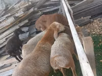 Schaf, Arashan sheep — Foto 2