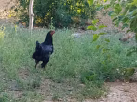 Chickens — الصورة 1