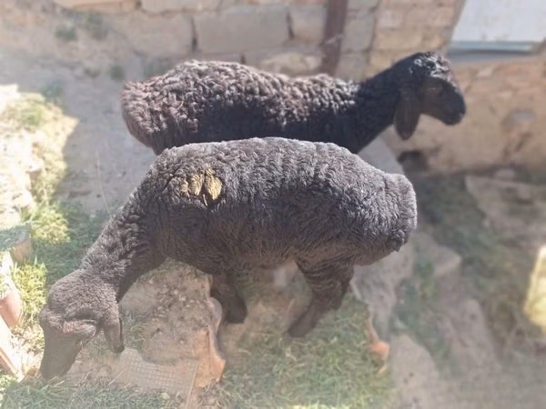 كبش, الأغنام — أوزبكستان