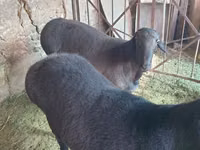 كبش, الأغنام — الصورة 1