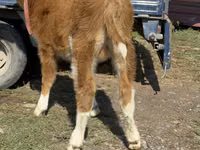 Bulle, Simmental cattle — Foto 7