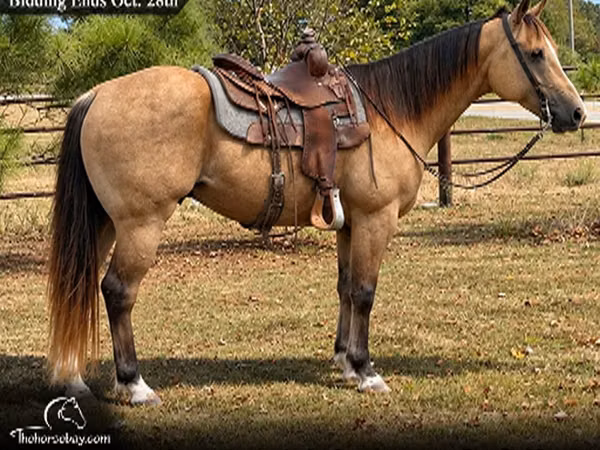 घोड़ा, Quarter Horse