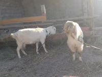 Ziege, Alpine goat — Foto 3