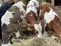 Cattle (batch, sex not specified), Cattle — photo 5