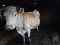 Vaca, Simmental cattle — foto 1