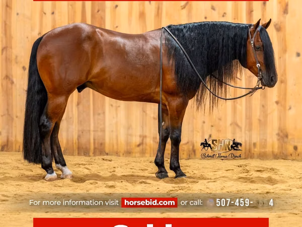 Hengst, Quarter Horse