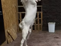 Ziegenbock, Gulabi goats — Foto 2
