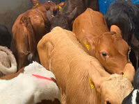 Rinder (Partie, Geschlecht nicht angegeben), Simmental cattle — Foto 1