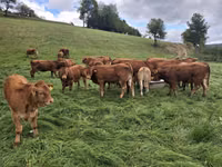 Bovinos (lote, sexo no especificado), Vaca Limousin — foto 2
