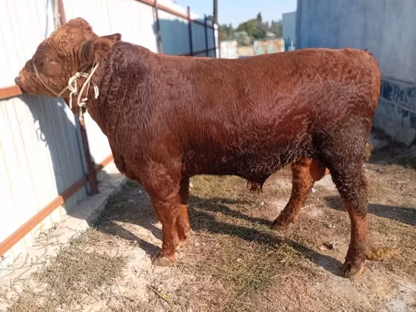 Toro, Ganado vacuno