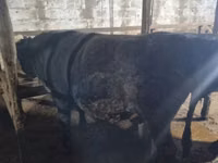 Toro, Ganado vacuno — foto 6