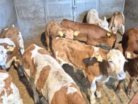 公牛, Cattle — 照片 3