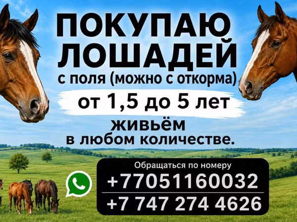 Лошади (партия, пол не указан), Породы лошадей