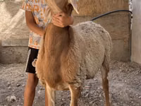 نعجة, Arashan sheep — الصورة 3