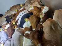 Rinder (Partie, Geschlecht nicht angegeben), Simmental cattle — Foto 3