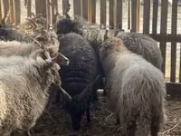 Widder, Racka sheep — Foto 2