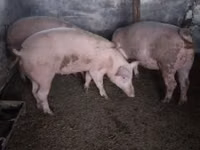 母猪, Pigs — 照片 1