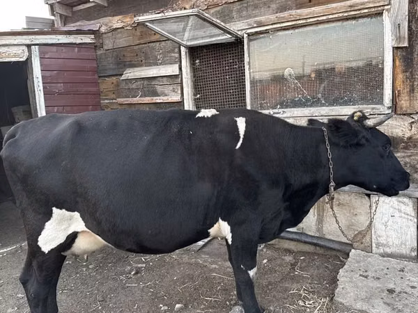 गाय, Russian Black pied cattle — कज़ाखस्तान
